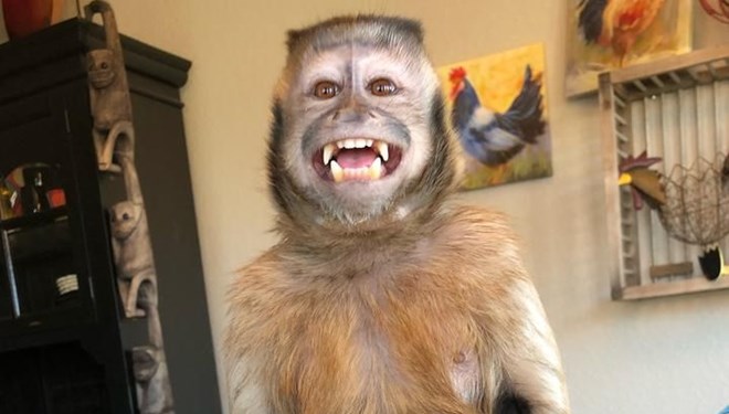 17,6 Milyon Takipçisi Olan Fenomen Maymun George Yaşamını Yitirdi
