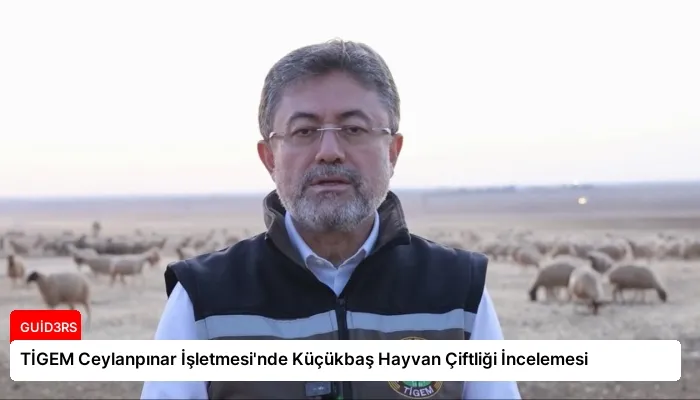 TİGEM Ceylanpınar İşletmesi’nde Küçükbaş Hayvan Çiftliği İncelemesi
