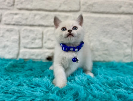 British Shorthair Sahiplendirme Rehberi ve Petyasam.com Ayrıcalıkları