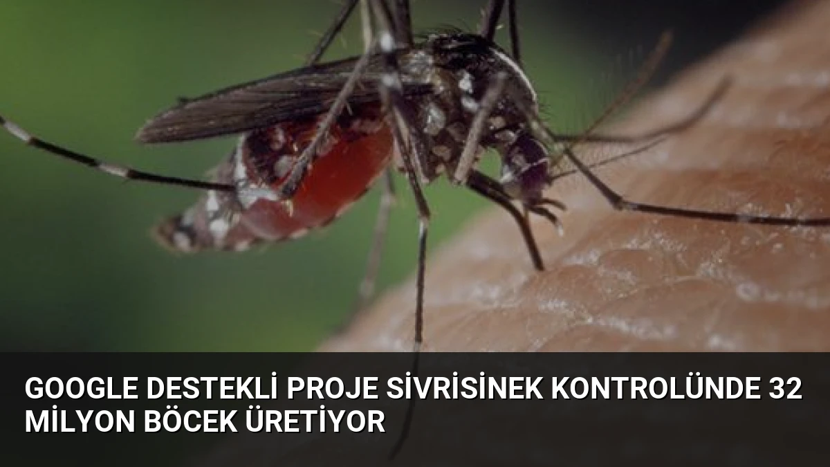 Google Destekli Proje Sivrisinek Kontrolünde 32 Milyon Böcek Üretiyor