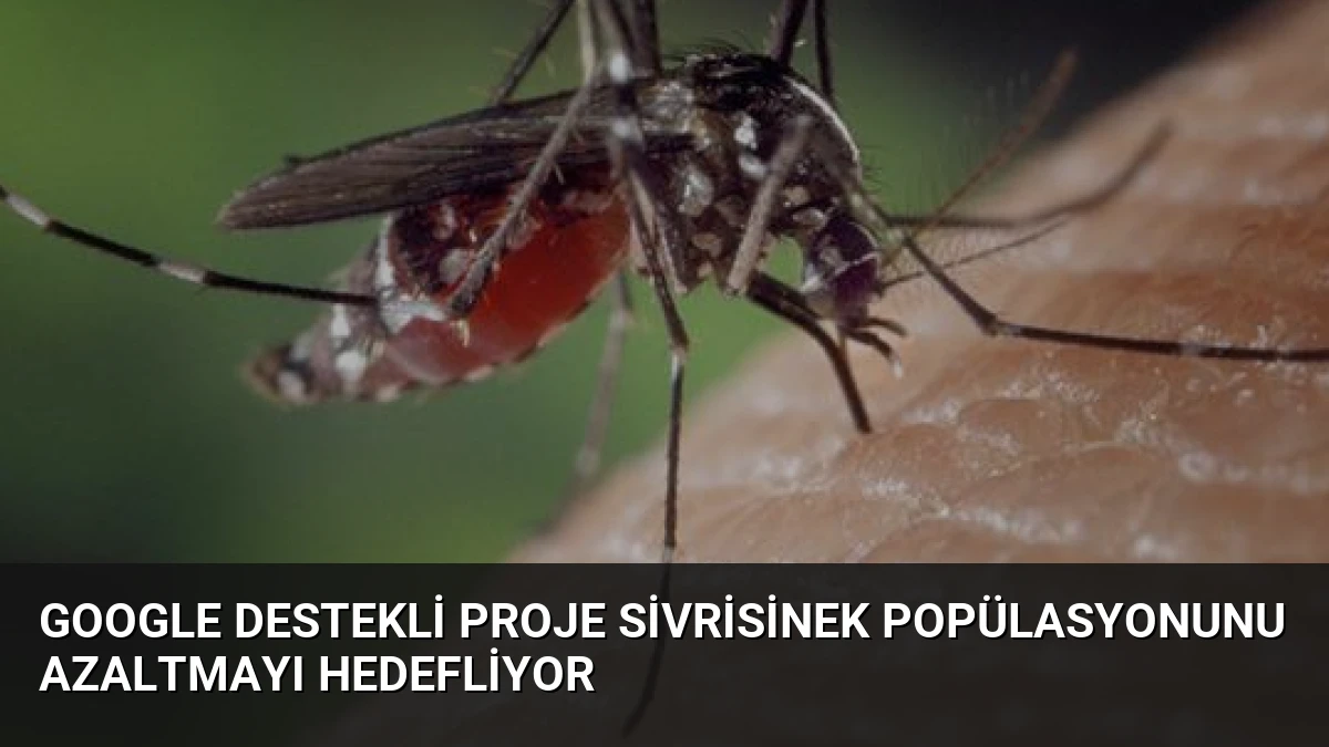 Google Destekli Proje Sivrisinek Popülasyonunu Azaltmayı Hedefliyor